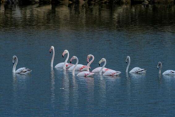 להקת פלמינגו בבריכות הדגים בצומת הגומא בגליל // צילום: אייל מרגולין/ג'יני