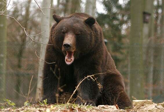 להרחיק מכלי טיס, דוב חום // צילום: רויטרס