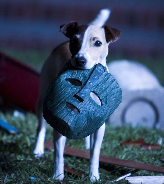 מיילו, הכלב מהסרט "המסיכה"// צילום: getty images