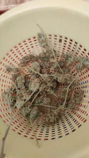 מריחואנה שנתפסה בדירה // צילום: דוברות המשטרה