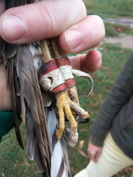 הנץ הדורס לאחר שנלכד // צילום: שי אגמון