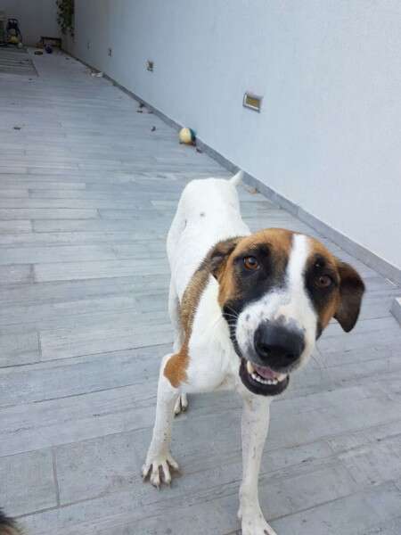 לאחר שכל גוריה אומצו, פלוקי מחפשת בית חם