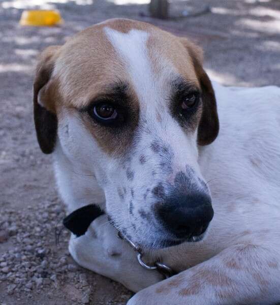 צריכה טיפת מזל, גלי