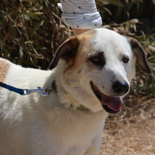 מחונך לצרכים מלא אהבה ולא יודע כלום, ג'ון שלג