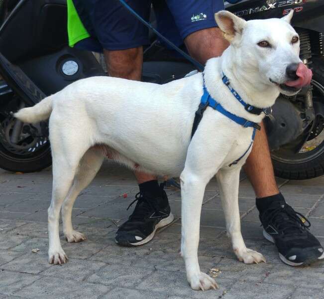 כלבה שקטה, קרן