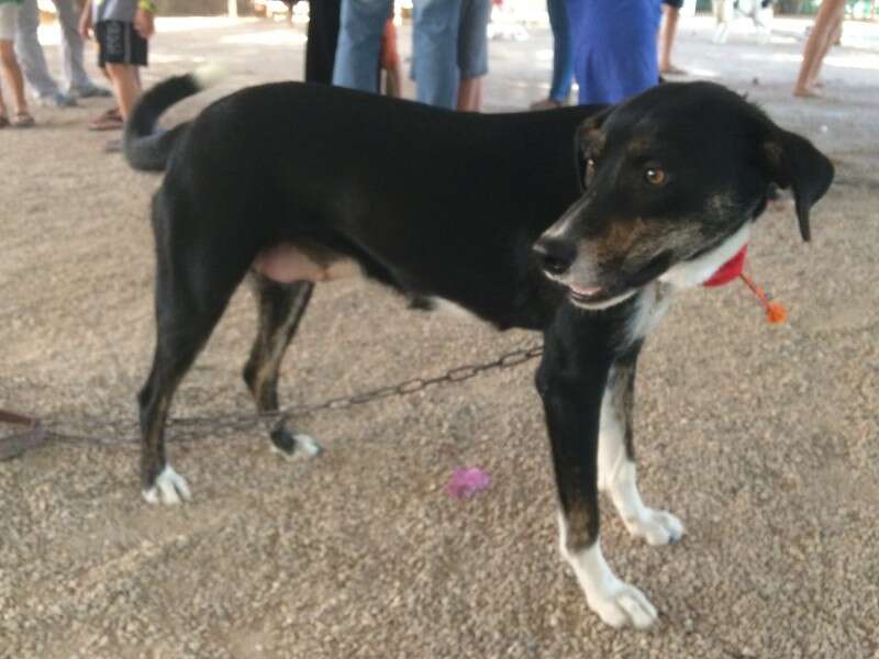 מאוד חברותית, רק מחפשת ליטופים וחיבוקים, ליידי