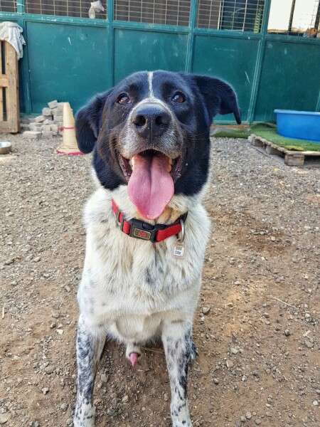 חברותי וקצת מתרגש, מיילו