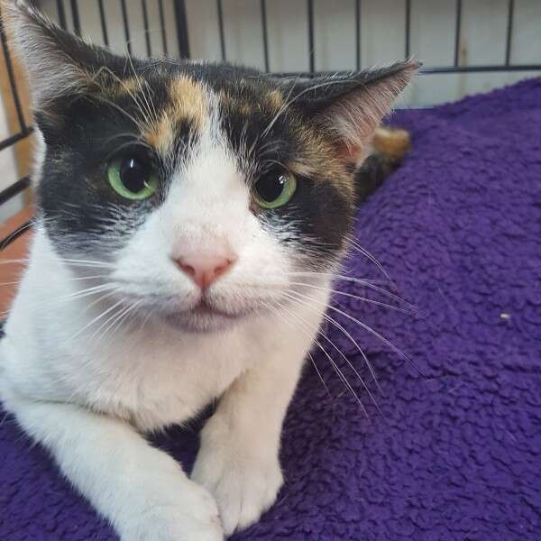 מתלטפת ושובבה, מוקי החתולה