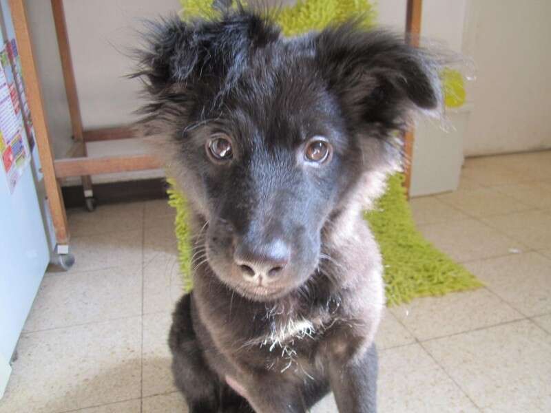 ריילי, גורון קטן ומשגע