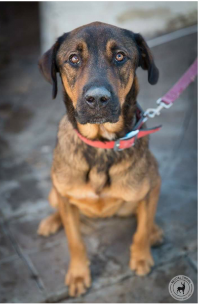 יוגי הדובון, מקסים ואוהב ילדים