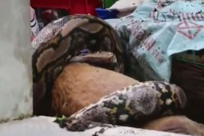 הפיתון בסופו של דבר נתפס ושוחרר בחזרה אל הטבע