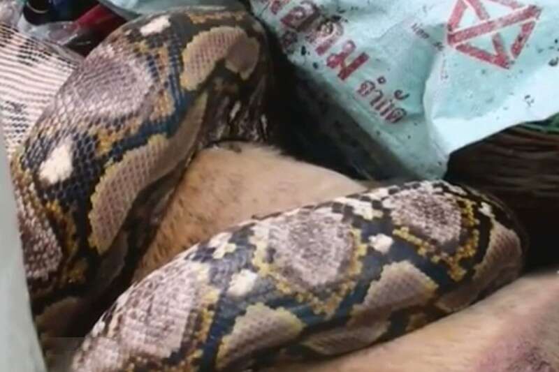 הבעלים שמעה רעשים מכיוון הכלב ולא קמה לבדוק מה קורה