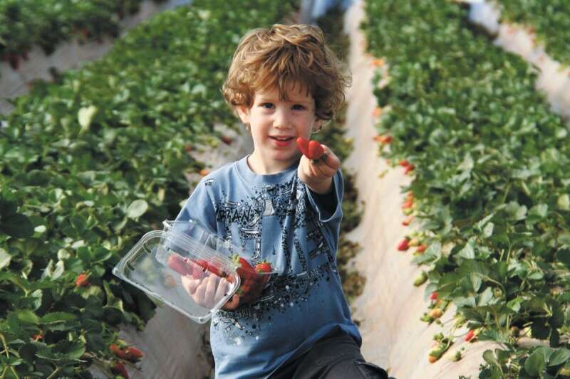 קטיף תותים, קדש ברנע // צילום: רוני רונן