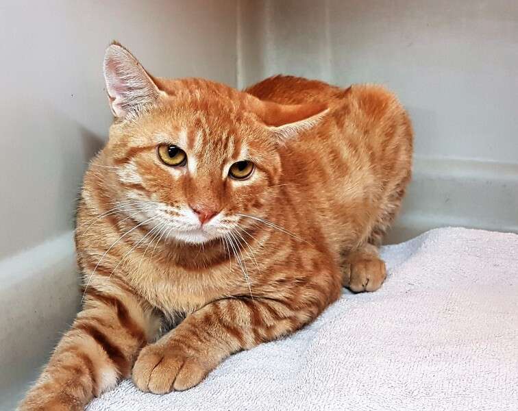 שמשון חתול לאימוץ