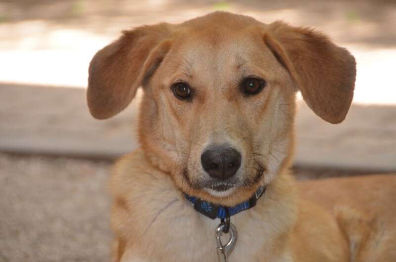 טומי כלב לאימוץ