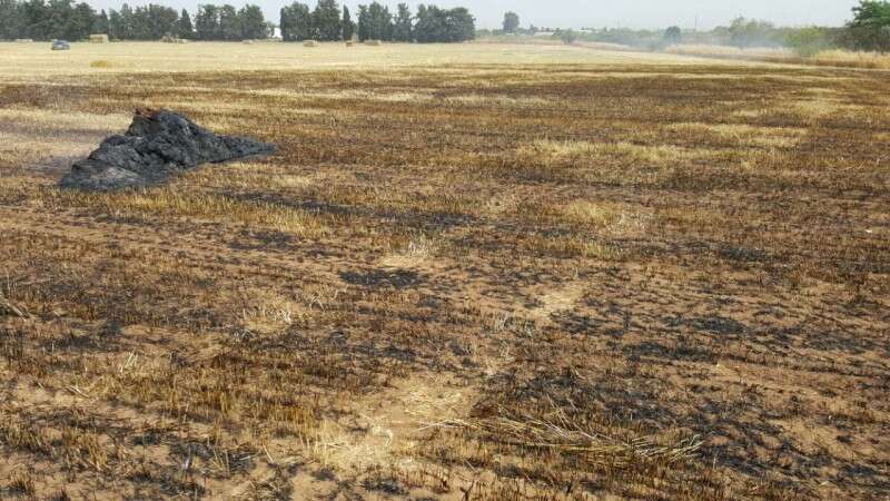 יער גמזו היום // צילום: כיבוי אש