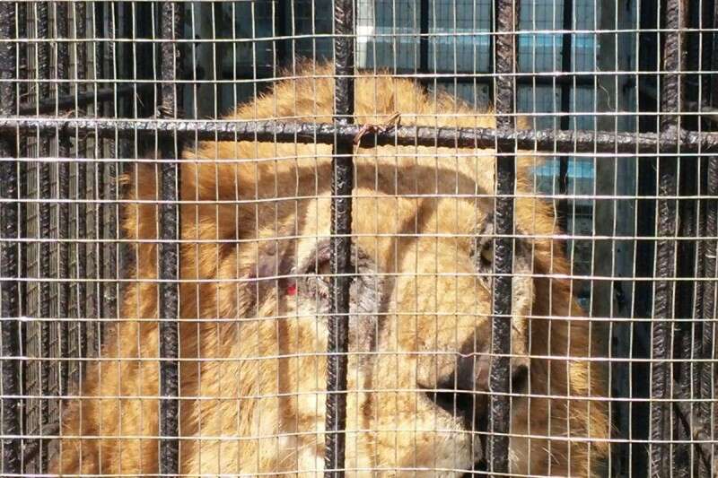 בשנה שעברה הועברו שני גורי אריות מעזה לשטחים. האריה העזתי בדרכו לשטחים // צילום: דוברות משרד הביטחון