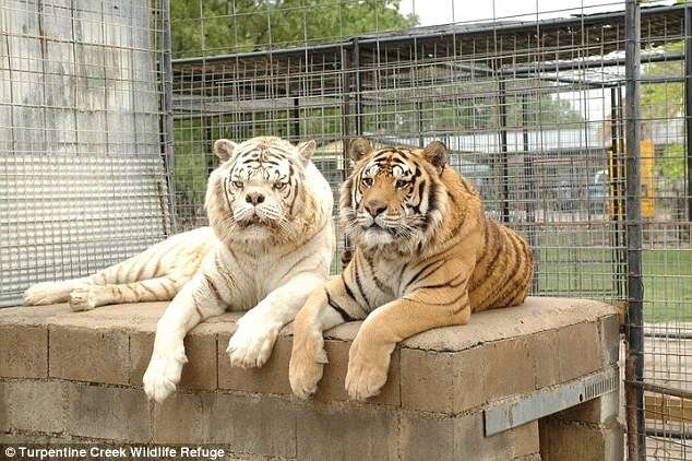 ווילי אחיו של קני. לא לבקן אך סובל מעיניים פוזלות // צילום: Turpentine Creek Wildlife Refuge