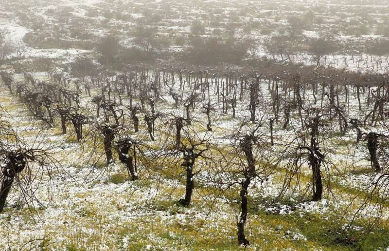 גוש עציון, השבוע: השלג עדיין מכסה את השדות // צילום: מירי צחי