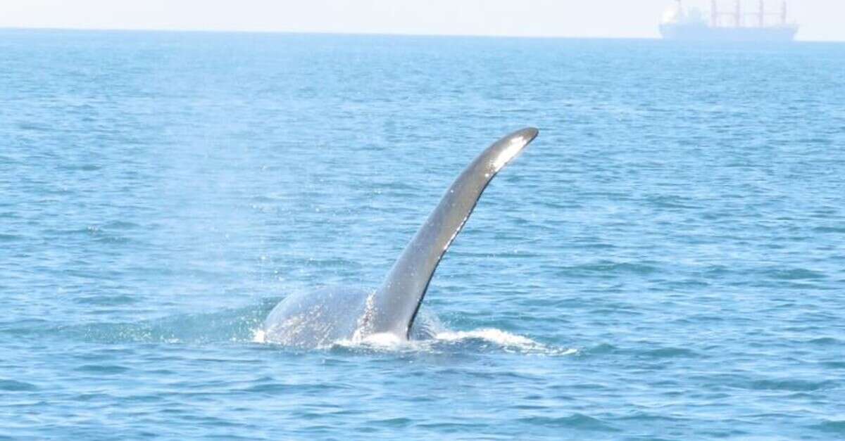 תוצאת תמונה עבור לוויתן קטלן