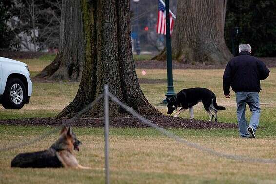 Les chiens de la famille Biden sur la pelouse sud de la Maison Blanche // Photo: AFP