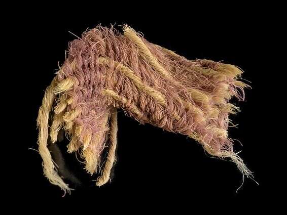 Un morceau du rare tissu teint cramoisi // Photo: Dafna Gazit Israel Antiquities Authority