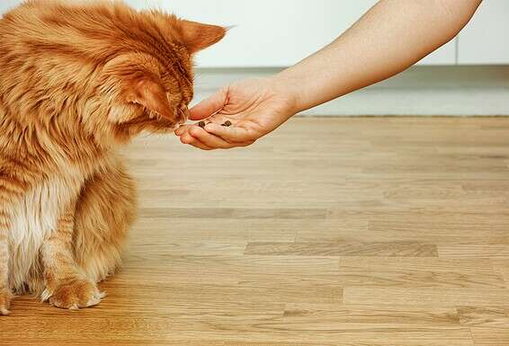 מממ יאמי. אוכל בהשראת מזון לחתול // אילוסטרציה: GettyImages