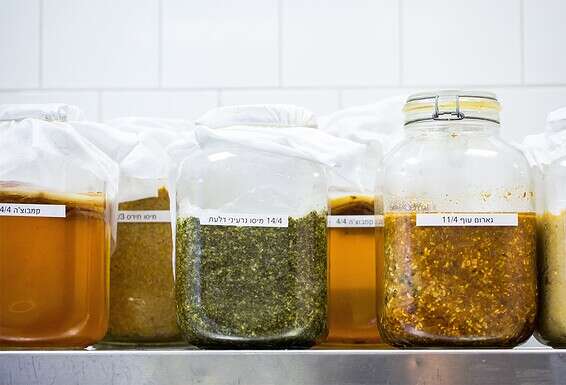 "פעם היתה לי פטרייה אחת, עכשיו יש לי ממלכה". צנצנות ההתססה של פרנקל ב"פרונטו" // צילום: איתיאל ציון