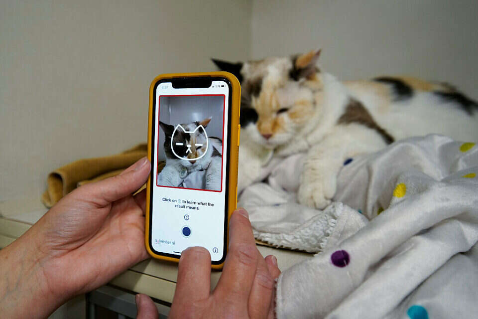 Want to know how your cat feels? A new app will tell you just that Israel today The Limited