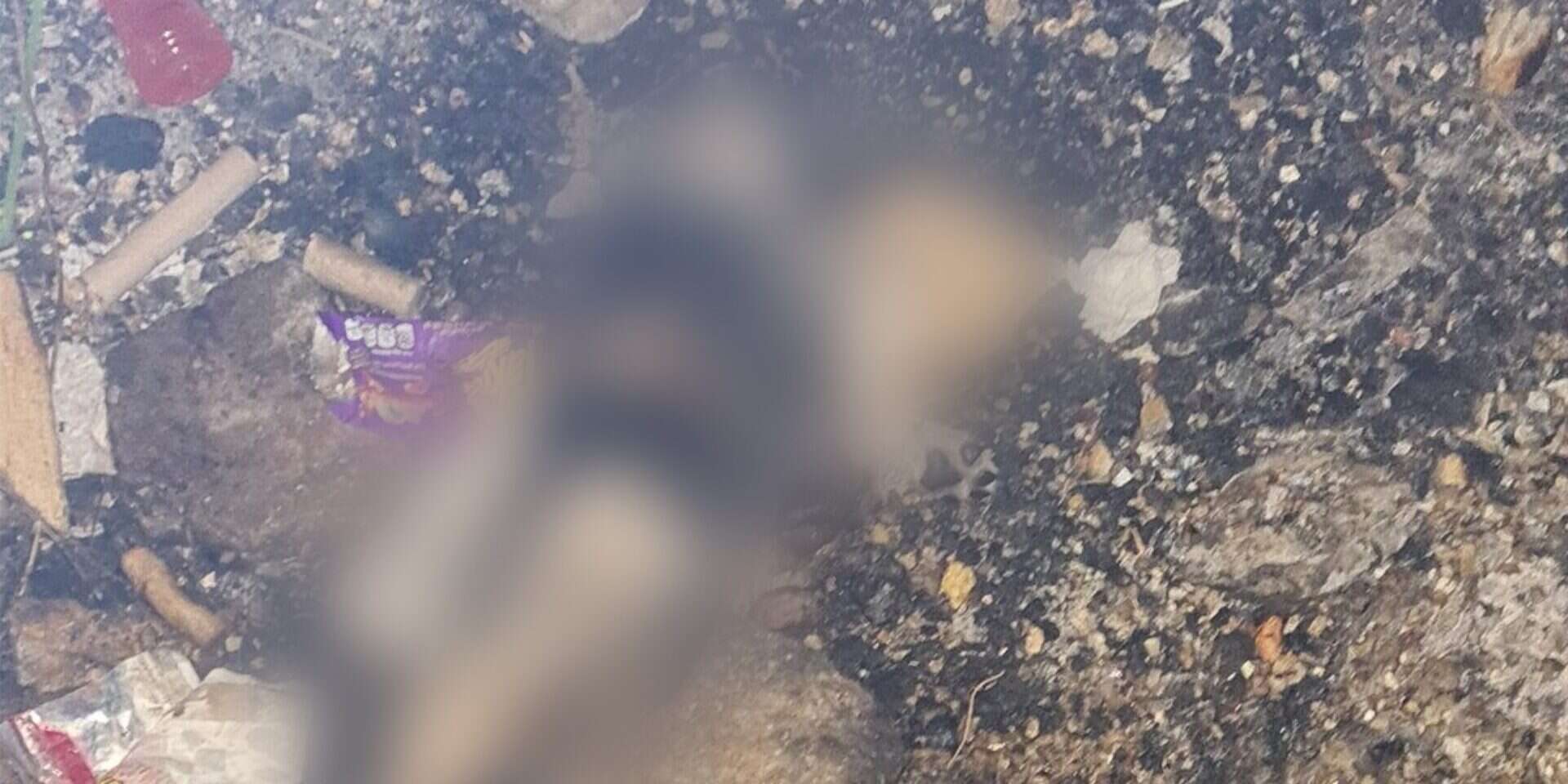 תיעוד של כלבים שעברו התעללות בצפון הארץ ,