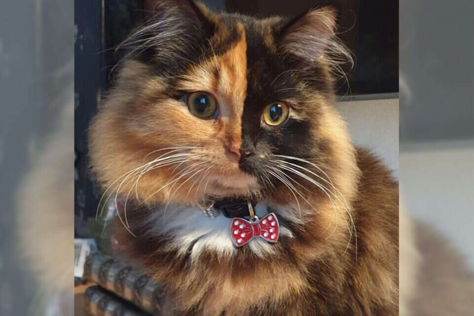 Half Orange Half Black You have never seen such a cat Israel today