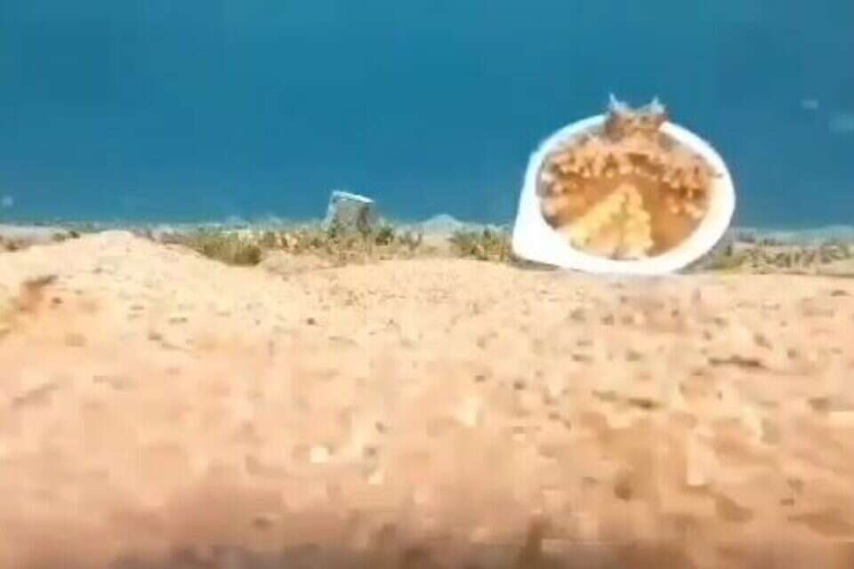 התמנון בתוך קופסת הפלסטיק , דורון בארש, מתנדב רשות הטבע והגנים