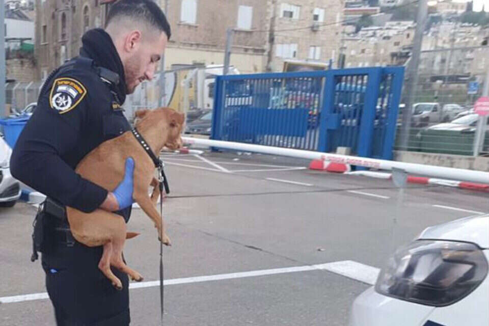 התעללות בכלבה בקריות , דוברות המשטרה