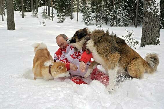 תשומת הלב של הבעלים חשובה לכלב // צילום: אי.אף.פי