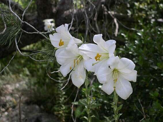 שושן צחור // צילום: דובי וולפסון