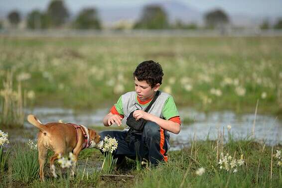 הנרקיס עלול להזיק לחיות המחמד // צילום: גיל אליהו- ג׳יני