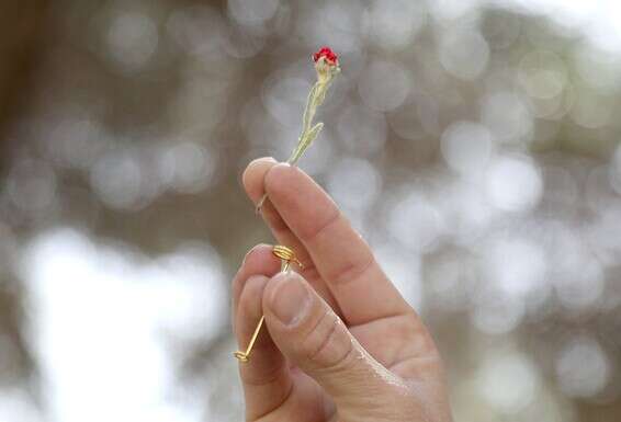 צילום: גדעון מרקוביץ'