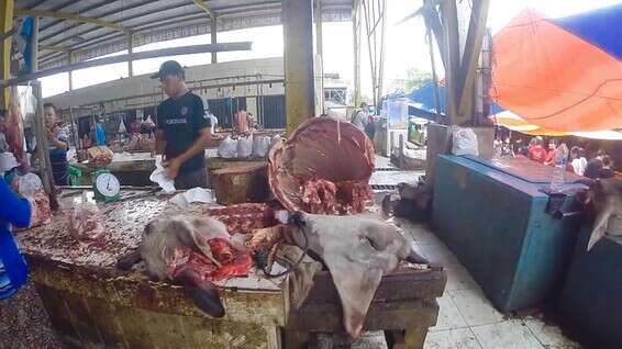 "הנגיף הבא יכול להגיע מהמקומות הללו" // צילום: שי זדה