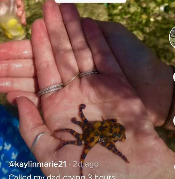 התמנון הרעיל שיכול היה לגרום למותה של התיירת // צילום מסך מתוך טיקטוק