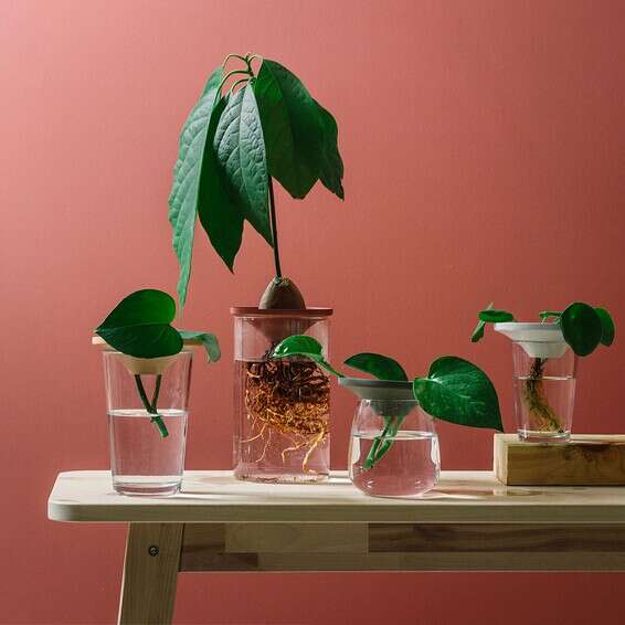 כלים להשרשת אבוקדו וצמחים נוספים Loop Living  //צילום: יח"צ