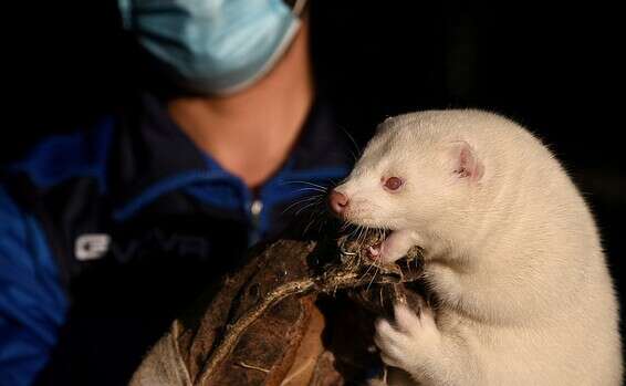 המוטציה הדנית נעלמת. חורפן בחווה בדנמרק // צילום: רויטרס