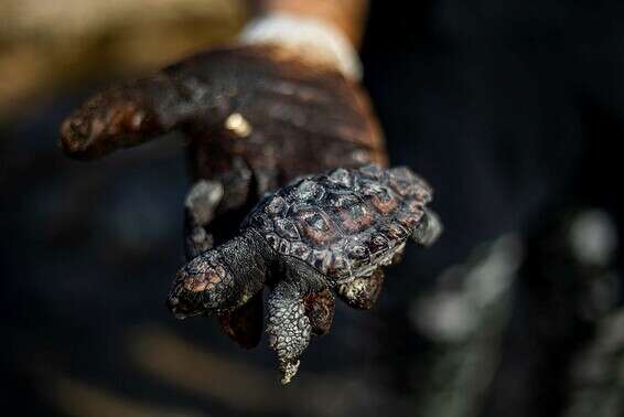 אסון הזפת בחופי ישראל // צילום: איי.פי