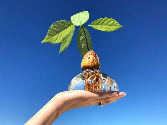 ה-KAD O כלי להשרשת גלעיני אבוקדו, studio  ShinyMatte