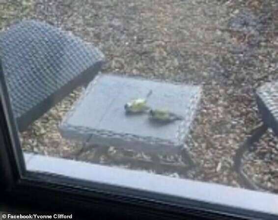 התיעוד המרגש מאירלנד // צילום: מתוך פייסבוק