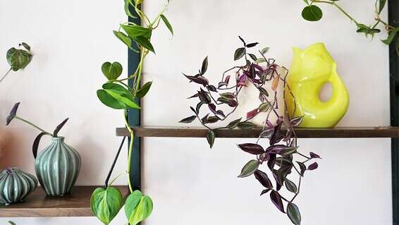 מתוך פרויקטי פלנט סטיילינג סוקולינה //צילום: רינת טל