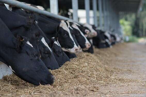 פרות ברפת חלב בישראל // צילום: אייל מרגולין, ג'יני