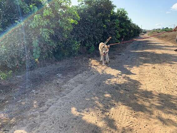 שלומו טוב והוא מרוצה. הכלב סטאר // צילום: באדיבות משרד החקלאות