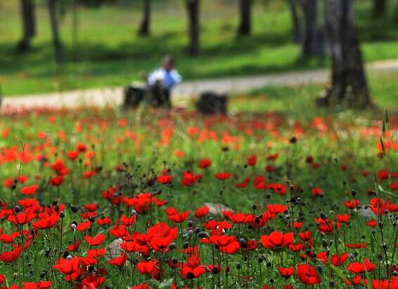 כלניות בדרום השבת // צילום: דודו גרינשפן