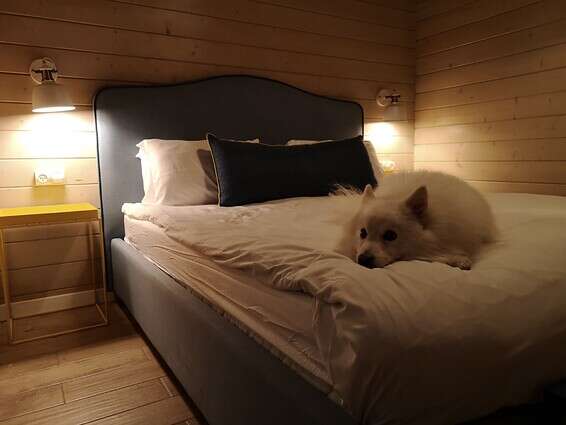 גוסט תפס את המקום שלו, ולהורים נשארה הספה...