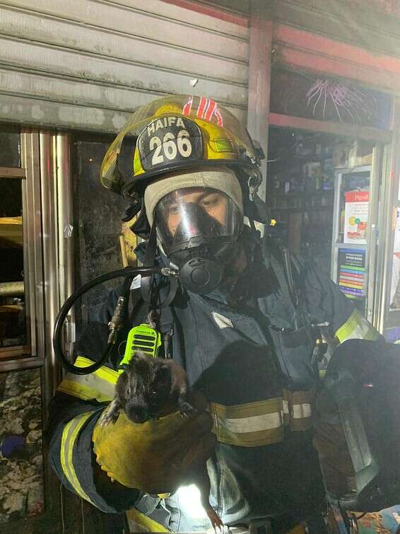 היונקים חולצו בשלום // צילום: דוברות כבאות והצלה